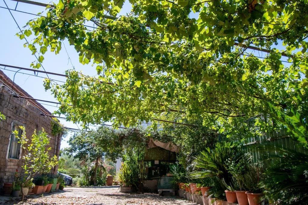 TENUTA DI CAMPAGNA CON VILLA PADRONALE, MAGAZZINI, AUTORIMESSE E TERRENO RIF. V/150 — foto 11